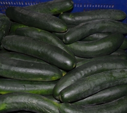 Pepinos
