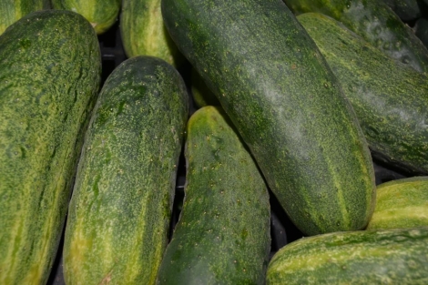 Pepino Corto