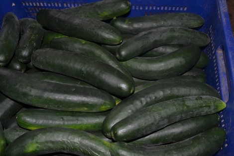Pepino largo
