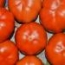 Tomate Rebelión