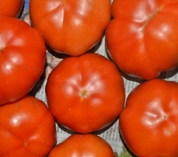 Tomate Rebelión