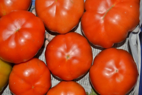 Tomate Rebelión