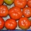 Tomate Rebelión