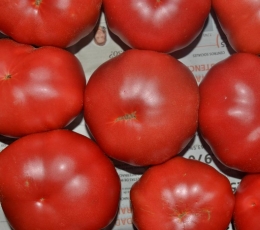 Tomate Rosa