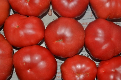 Tomate Rosa