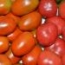 Tomate Rosa