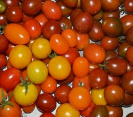 Tomate cherry