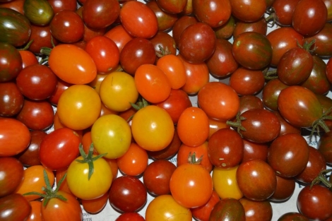 Tomate cherry
