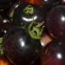 Tomate Azul
