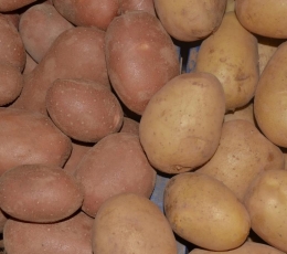 Patatas