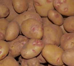 Patata Picasso