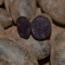 Patata Violet Queen