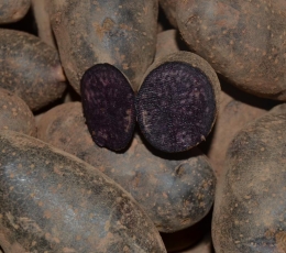 Patata Violet Queen