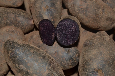 Patata Violet Queen