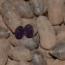 Patata Violet Queen