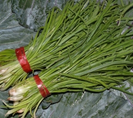 Minutina