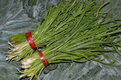 Minutina