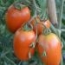 Tomate de pera