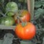 Tomate Rebelión