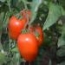 Tomate de pera