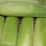 Mazorcas de maíz dulce