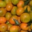 Naranjas clemenules cosecha propia