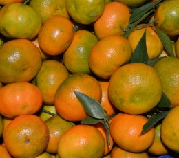 Naranjas clemenules cosecha propia