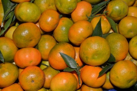 Naranjas clemenules cosecha propia