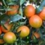 Hernandinas rama