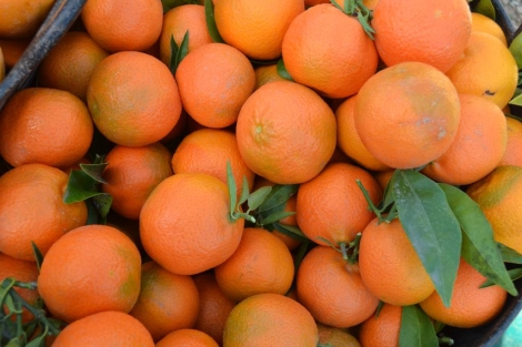 Hernandinas