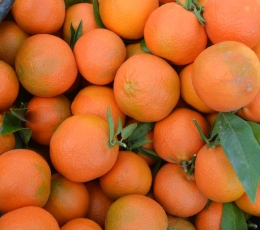 Hernandinas