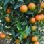 Hernandinas árbol