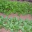 Mizuna verde y pack choi