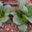 Komatsuna plantada