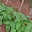 Planta judías