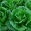 Lechuga romana