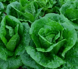 Lechuga romana