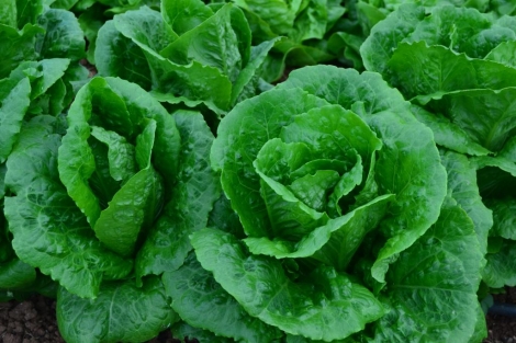 Lechuga romana
