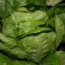 Lechuga larga