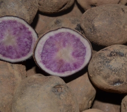 Patata azul