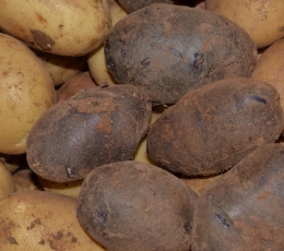 Patatas tipos