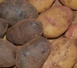 Patatas variedades caja