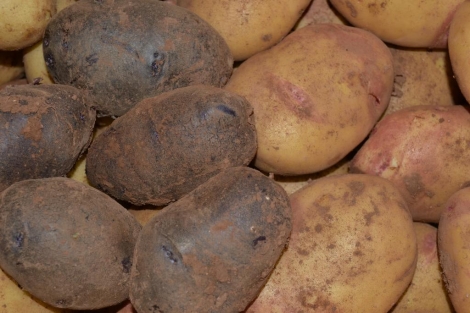 Patatas variedades caja