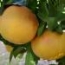 Pomelos árbol