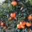 Naranjas huerto