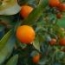 Kumquats árbol
