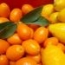Caja Kumquats